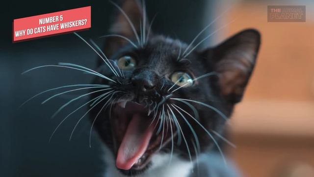 Everything about cats - Top 10 Questions and Answers - The Animal Planet смотреть онлайн