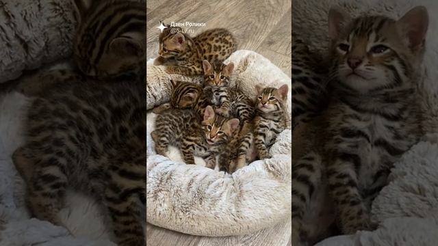 Починки приколы