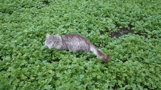 садж сковородаНа природе.картофель и котлеты.только так смотреть онлайн