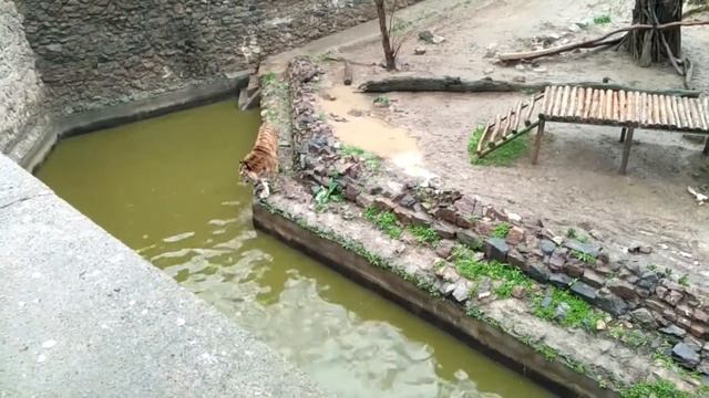 Николаев Зоопарк 15 апреля 2019 смотреть онлайн