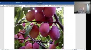 Каталог садовода В.Железова - с его же комментариями.