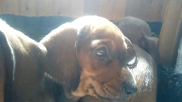 Ребята - Таксята. смотреть онлайн