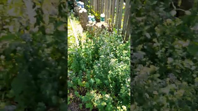 Душица цветёт.10.07.2022г. смотреть онлайн
