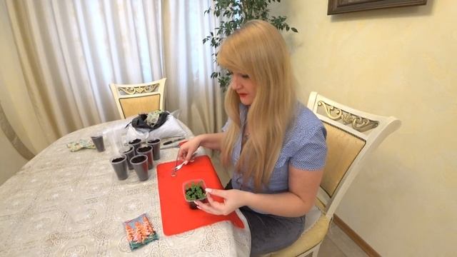 САЛЬВИЯ. ВЫРАЩИВАНИЕ. ПИКИРОВКА