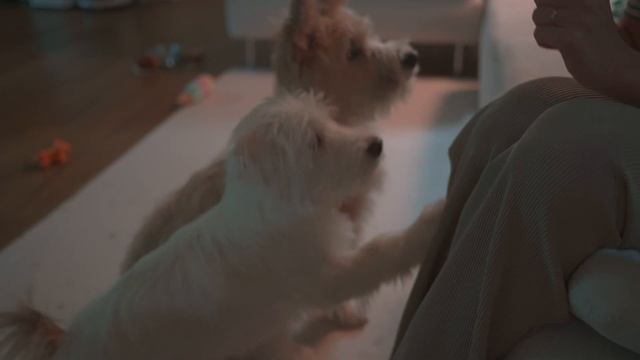vlog. 여름에도 잘 챙겨먹는 브이로그 (ft. 강아지들) / 서리태 콩국수. 블루베리치즈타르트. 싶빵공장. 콩나물 베이컨 솥밥. 가지구이 смотреть онлайн