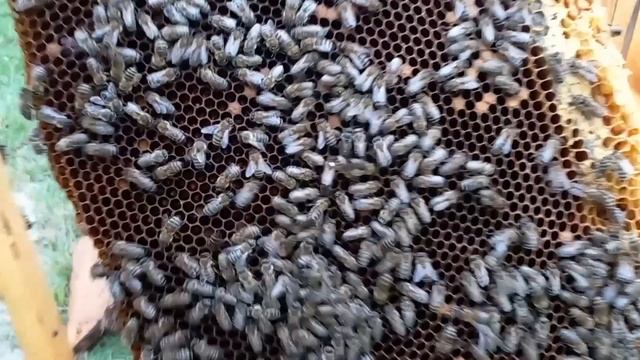 Работаю на пасеке 2. смотреть онлайн