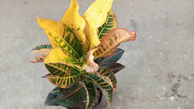 Croton plant shopping | Croton plant | Indoor plant croton | Indoor plants shopping смотреть онлайн