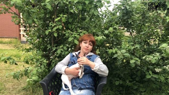 Собачьи роды: как принимать роды у собаки? / Чего не нужно делать?! / Процесс рождения щенков смотреть онлайн