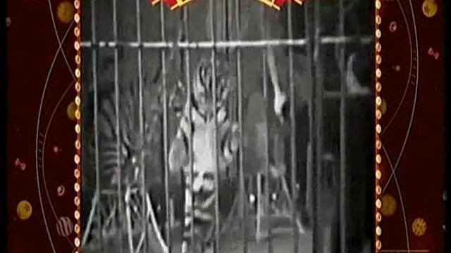 "Легенды цирка" с Эдгардом Запашным. Вальтер Запашный смотреть онлайн