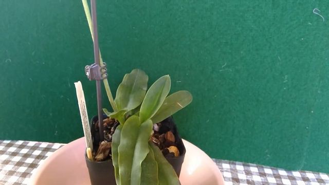 orchid Paph. primulinum смотреть онлайн