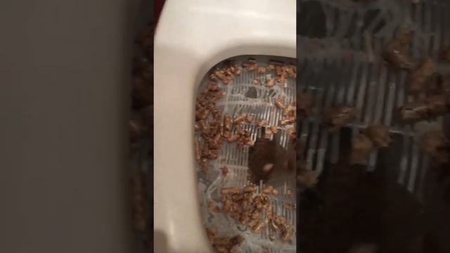 Приучить кота к унитазу смотреть онлайн