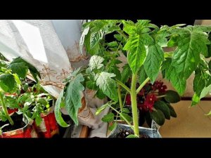 Крепкая рассада томатов с толстым стволом  Выращиваем в комнате Атлет мне не нужен. Обрезка листьев