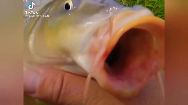 ямоды кудасаи смотреть онлайн