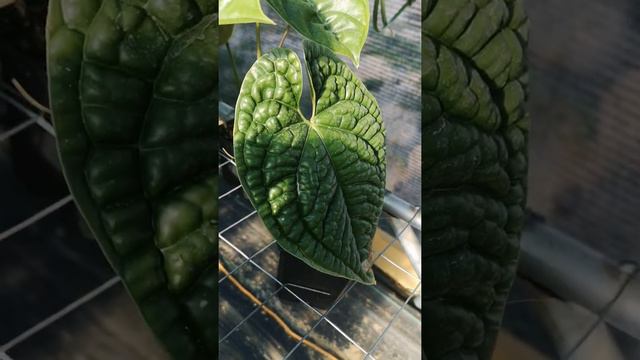 Anthurium luxurians by US AMAZON PLANTS LLC смотреть онлайн