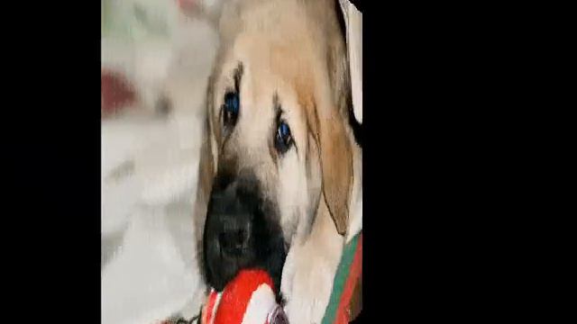 Испанцы www.dogs585.my1.ru смотреть онлайн