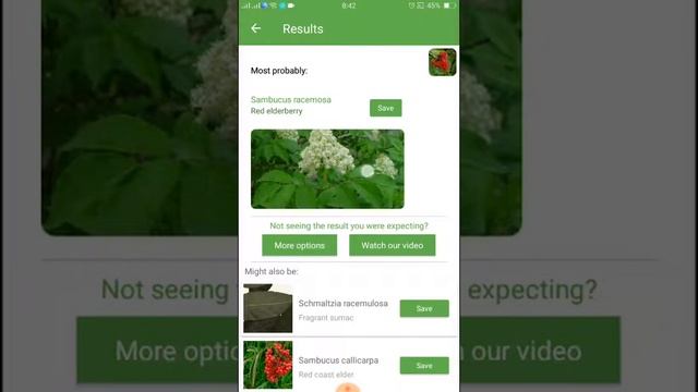 PlantSnap identifies a Red elderberry (Sambucus racemosa) смотреть онлайн