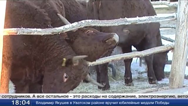 Заниматься животноводством становится выгодно смотреть онлайн