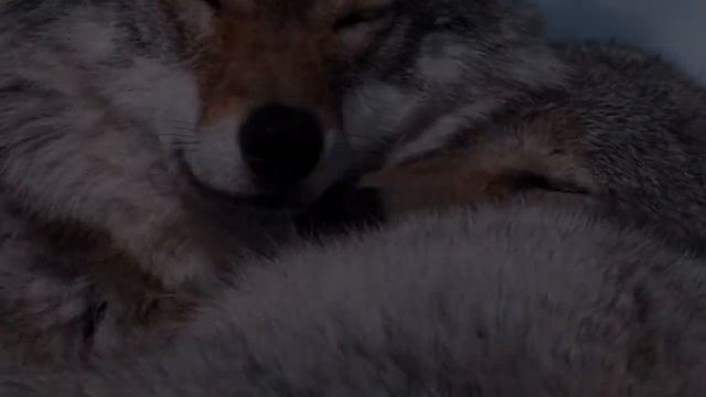 233. Кормить собаку перед прогулкой ОПАСНО ДЛЯ ЖИЗНИ! Когда кормить собаку - до прогулки или После? смотреть онлайн