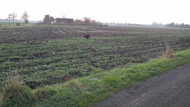 FIELD SPANIEL AT WORK 3 смотреть онлайн