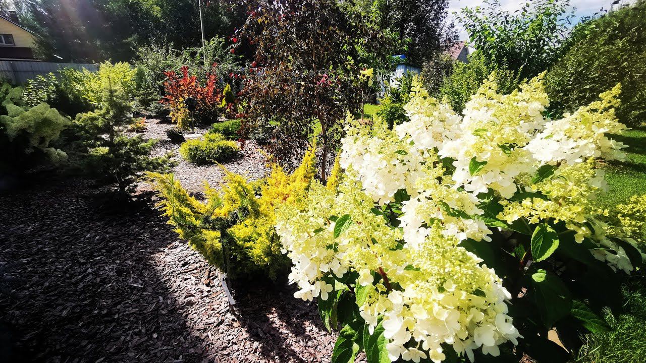 Мои последние ёлочки и др. растения. Болталка. Август 2022 смотреть онлайн