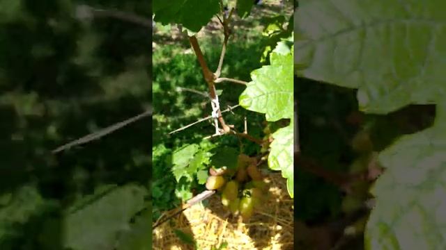 Виноград Заря Несветая,Сенатор П,Виктор,Велес 20190806 110952 смотреть онлайн