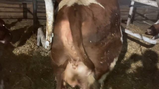 Как мы загоняем коров на дойку смотреть онлайн