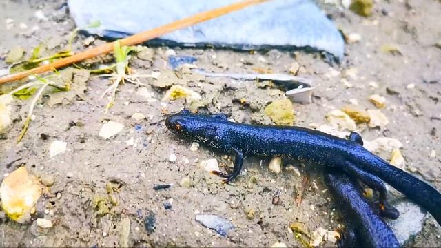 ПОЙМАЛ ТРИТОНОВ! ОРАНЖЕВОБРЮХИЙ ТРИТОН! EXO TOP