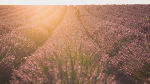 Valensole Lavender Wedding Proposal [Provence] смотреть онлайн