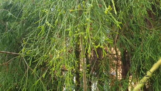 Thuja occidentalis 'Filiformis' zerav západní смотреть онлайн