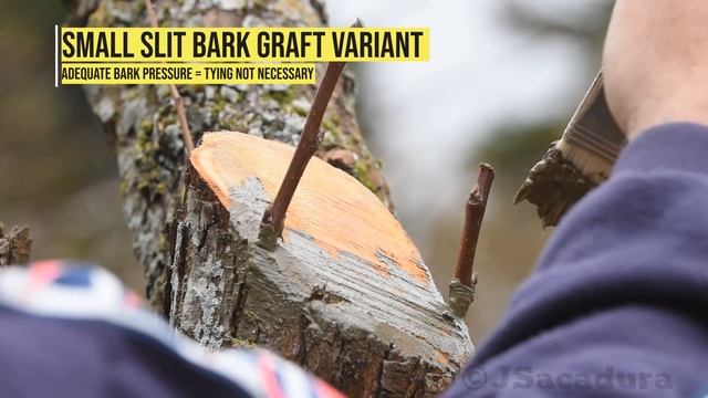 Grafting OLD PEAR TREES |How To CHANGE Varieties In OLDER FRUIT TREES By Grafting