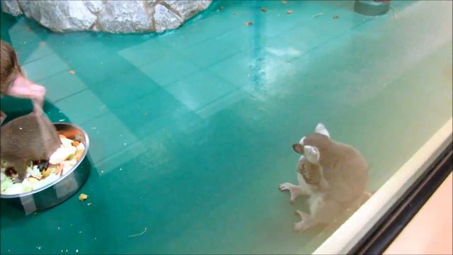 Лемуры и капибары (ч.1). 15.03.18 г. смотреть онлайн