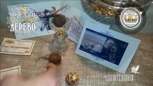 Грецкий орех Кочерженко и Иван Багряный не прививают. Walnuts Broker смотреть онлайн