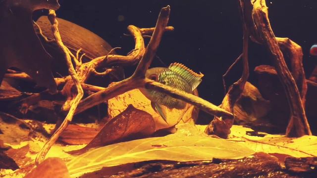 Black Water Aquarium | Аквариум с чёрной водой