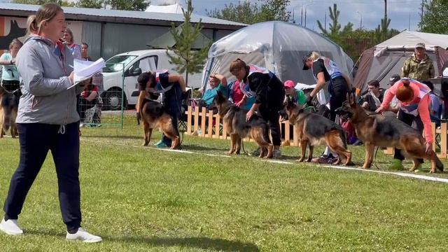 Молодые кобели ст ч.1 от Леси Воробьевой / Моно немецких овчарок ранга ПК БРОННИЦЫ 10 августа 2024