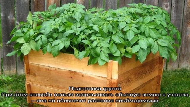 Пошаговое руководство по выращиванию картофеля в ящиках и коробах смотреть онлайн