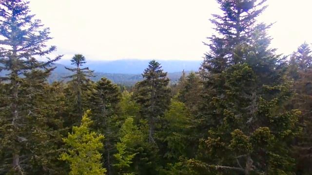 Drones et forêts à perte de vue смотреть онлайн