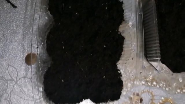 ПОСЕВ ТОМАТОВ В ПОЧВОБРИКЕТ. ТОМАТЫ КОМНАТНЫЕ