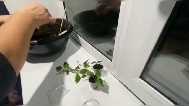 Размножение фуксии #цветыгульнары #фуксия смотреть онлайн