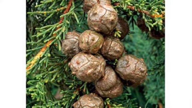 Cupressus macrocarpa смотреть онлайн