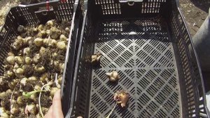 №9.1.  "Успешный Цветовод" Тюльпаны после выгонки ! Подготовка. Хранение. Посадка.