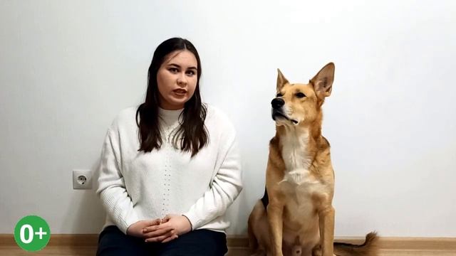 Что не нужно делать на прогулках с собакой. Правила выгула собаки смотреть онлайн