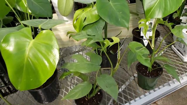 Des Moines, Iowa Plant Tour (Part 1) | Plant Tour | Plant Shopping | Iowa | Iowa Plants | Ep18