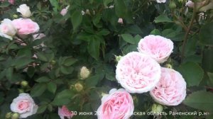 Видео обзор розы Наташа Ричардсон (Флорибунда) - Natasa Ridson (Harkness  2011)