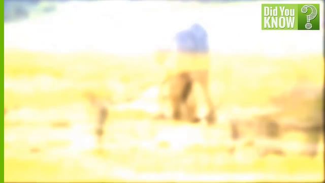 Interesting Facts About ELEPHANTS