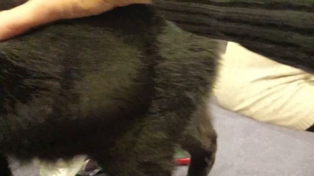 23.10.2023 Обиженный Перчик / не дали пельмени смотреть онлайн