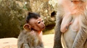 So Adorable Monkey JAYDEN Hungry And Crying Request Milk From Mom But Jade Ignore | Sounds Monkey