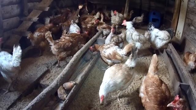 ОБЗОР ХОЗЯЙСТВА в Деревне: Куры несушки, индюки, перепела и другое МАРТ 2019 смотреть онлайн