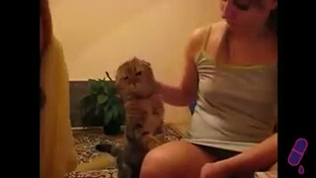 Погладить кота