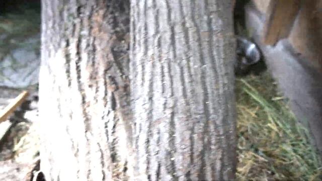 ДНЕВНИК ЛИСЫ. Почему не целую в их кожаный нос :) смотреть онлайн