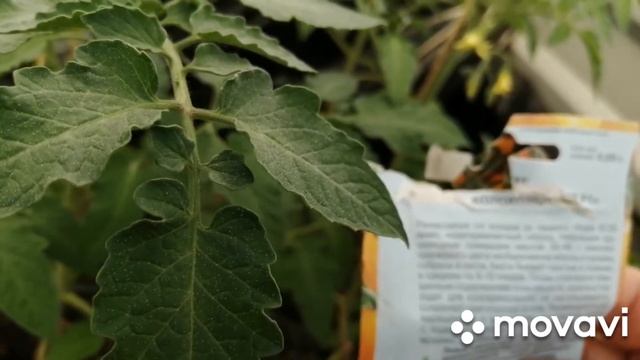 Томат ЗОЛОТОЙ КОЛОКОЛЬЧИК смотреть онлайн